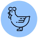 chicken-4.webp